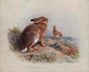 माउंटेन हरे (शरद ऋतु), आयरिश हरे