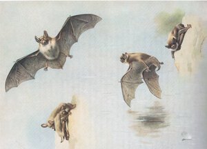 लॉटरमैन एंड को, सी द्वारा प्रकाशित थोरबर्न स्तनधारियों से नटर्स बैट और डबेंटन बैट 1920 द्वारा आर्चीबाल्ड थोरबर्न