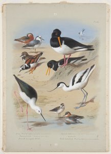 फालेरोप्स, ऑयस्टरकैचर, एवोकेट, टर्नस्टोन और स्टिल्ट, c.1915 (बोर्ड पर पेंसिल के ऊपर गोंद अरबी के साथ वॉटरकलर और बॉडीकलर) द्वारा आर्चीबाल्ड थोरबर्न