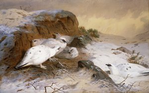 बर्फ में Ptarmigan द्वारा आर्चीबाल्ड थोरबर्न
