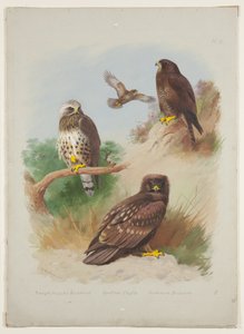 रफ लेग्ड बज़र्ड, स्पॉटेड ईगल और कॉमन बज़र्ड, c.1915 (बोर्ड पर पेंसिल के ऊपर गोंद अरबी के साथ वॉटरकलर और बॉडीकलर) द्वारा आर्चीबाल्ड थोरबर्न