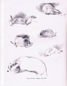 स्टोअट, वीज़ेल, बेजर एंड मोल, 1938