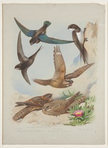 स्विफ्ट, c.1915 (कागज पर पेंसिल के ऊपर वॉटरकलर और बॉडीकलर) द्वारा आर्चीबाल्ड थोरबर्न