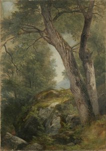 हेग, लेक जॉर्ज, एनवाई, 1862 में बटरनट ट्री