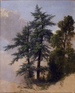 ट्री स्टडी, न्यूबर्ग, एनवाई, 1849