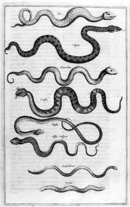 सांप, 1675। द्वारा अथानासियस किर्चर