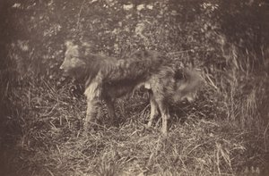 एक कुत्ते का अध्ययन, 1870 के अंत में।
