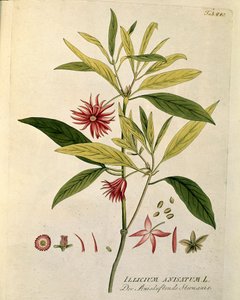वानस्पतिक: जोसेफ जैकोबी प्लेंक (1735-1807) 1788-1803 निजी संग्रह द्वारा "" ऐनीज़ स्टार "" (इलिकियम एनिसैटम) प्लेट "मेडिसिनलियम सेकेंडम लिनेई डाइजेस्टरम" से तैयार की गई है द्वारा ऑस्ट्रियाई स्कूल