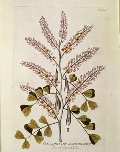 वानस्पतिक: जोसेफ जैकोबी प्लेंक (1735-1807) 1788-1803 निजी संग्रह द्वारा "" कैम्पेचे"" (हेमेटोक्सिलॉन कैंपेचियनम) प्लैंक "" मेडिसिनलियम सेकंदम लिनेई डाइजेस्टरम "" से तैयार किया गया। द्वारा ऑस्ट्रियाई स्कूल
