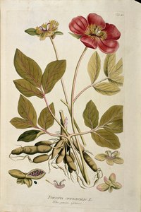 वानस्पतिक: जोसेफ जैकब प्लेंक (1735-1807) 1788-1803 निजी संग्रह द्वारा "पेओनी ऑफिसिनेल" (पियोनिया ऑफिसिनैलिस) "मेडिसिनलियम सेकंदम लिनेई डाइजेस्टारम" से तैयार किया गया प्लैंक द्वारा ऑस्ट्रियाई स्कूल
