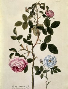 वानस्पतिक: जोसफ जैकोबी प्लेंक (1735-1807) 1788-1803 निजी संग्रह द्वारा "मेडिसिनलियम सेकेंडम लिनेई डाइजेस्टारम" से खींची गई सौ पत्तियों वाला गुलाब (रोजा सेंटीफोलिया) प्लेट द्वारा ऑस्ट्रियाई स्कूल