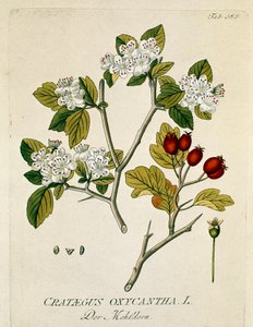 वानस्पतिक: जोसेफ जैकोबी प्लेंक (1735-1807) 1788-1803 निजी संग्रह द्वारा "" स्पिनस औबेपाइन"" (क्रैटेगस ऑक्सीकैंथा) प्लैंक "" मेडिसिनलियम सेकंदम लिनेई डाइजेस्टारम "" से तैयार किया गया। द्वारा ऑस्ट्रियाई स्कूल