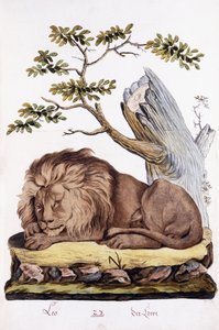 सिंह, 1794 द्वारा ऑस्ट्रियाई स्कूल