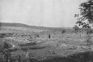 नया कॉफी बागान, नया कॉफी बागान, 1895
