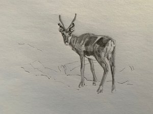 हिरन, 2019 द्वारा बारबरा हूगेवीजेन