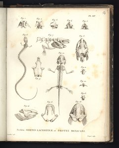 Lacertinae कंकाल ऊर्जावान और बंदरगाहों मैक्सिको, थाली 14, sirenomelia और Axolotl की osteology