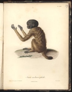सिमिया मेलानोसेफला, पीएल। XXIX, स्टील लुई लुईस (1765-1814) द्वारा उत्कीर्ण निकोला ह्वेट (1770-1827) द्वारा उत्कीर्णन के बाद, रिक्युइल डोबेसर्वेशन डे ज़ूलॉगी एट डैनटॉमी कॉम्प्री, फेइट से चित्रण