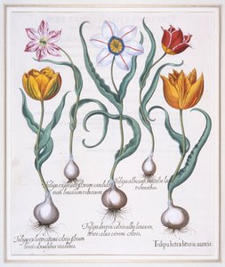 ट्यूलिप लुटिया लिटुरिस ऑरिस, टूटी हुई पीली जंगली प्रकार की ट्यूलिप, 1613। द्वारा तुलसी बेस्लर