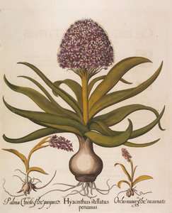 हायसिंथस स्टेलैटस, 1613।
