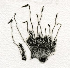 बडिंग मॉस, 2014, (गम्पी पर लकड़ी की नक्काशी)
