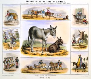 द गधा, सी 1850