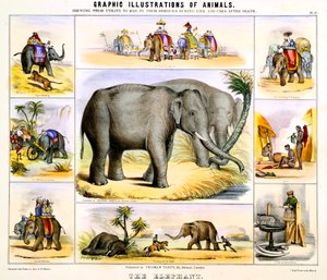 हाथी, c1850 द्वारा बेंजामिन वॉटरहाउस हॉकिन्स