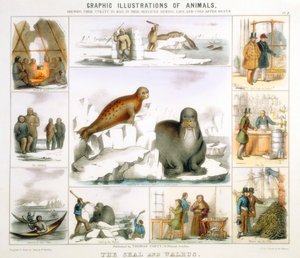 सील और वालरस, c1850