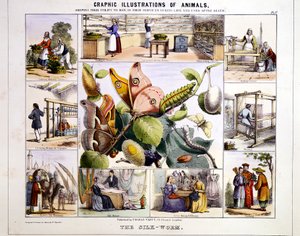 सिल्क-वर्म, सी 1850