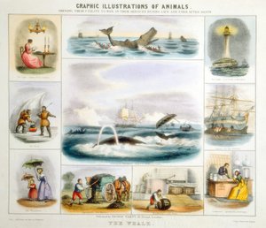 व्हेल, c1850 द्वारा बेंजामिन वॉटरहाउस हॉकिन्स
