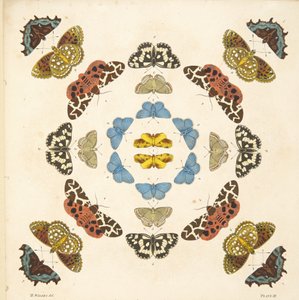 तितलियों और पतंगों के एक दुर्लभ डिप्रेशन से प्लेट III का विस्तार, पब। 1764 (हाथ के रंग का उत्कीर्णन) द्वारा बेंजामिन विल्क्स