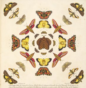 प्लेट IX से विवरण, तितलियों और पतंगों के एक दुर्लभ चित्रण, पब से। 1764 (हाथ के रंग का उत्कीर्णन) द्वारा बेंजामिन विल्क्स