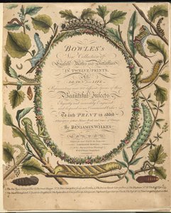फ्रंटस्पिलीन, ए रेयर डिप्रेशन ऑफ बटरफ्लाइज़ एंड मोथ्स, पब से। 1764 (हाथ के रंग का उत्कीर्णन) द्वारा बेंजामिन विल्क्स