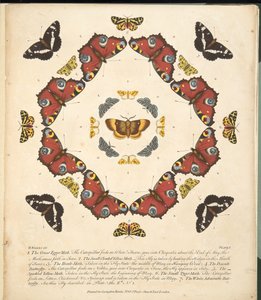 तितलियों और पतंगों के एक दुर्लभ अवसाद से प्लेट 1, पब। 1764 (हाथ के रंग का उत्कीर्णन)