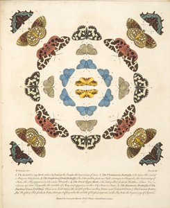 तितलियों और पतंगों के एक दुर्लभ चित्रण से प्लेट III, पब। 1764 (हाथ के रंग का उत्कीर्णन)