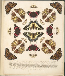 तितलियों और पतंगों के एक दुर्लभ चित्रण से प्लेट II, पब। 1764 (हाथ के रंग का उत्कीर्णन)