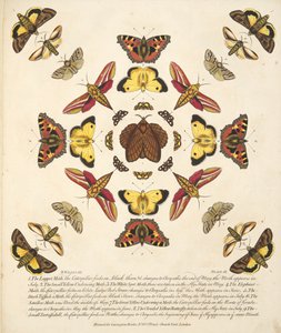 तितलियों और पतंगों के एक दुर्लभ अवसाद से प्लेट IX, पब 1764 (हाथ के रंग का उत्कीर्णन)