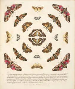 तितलियों और पतंगों के एक दुर्लभ चित्रण से प्लेट VIII, पब। 1764 (हाथ के रंग का उत्कीर्णन)