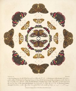 तितलियों और पतंगों के एक दुर्लभ अवसाद से प्लेट VII, पब 1764 (हाथ के रंग का उत्कीर्णन) द्वारा बेंजामिन विल्क्स