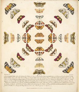 तितलियों और पतंगों के एक दुर्लभ डिप्रेशन से प्लेट XI, पब। 1764 (हाथ के रंग का उत्कीर्णन) द्वारा बेंजामिन विल्क्स