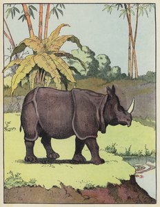भारतीय गैंडे द्वारा बेंजामिन राबियर