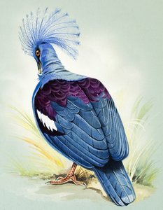  द्वारा बर्ट इलोस
