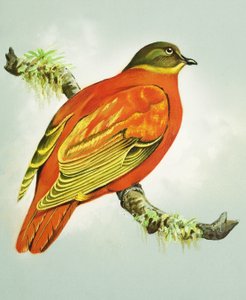  द्वारा बर्ट इलोस