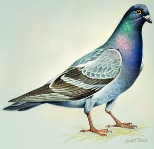  द्वारा बर्ट इलोस