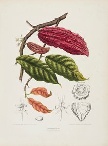 थियोब्रोमा, कोको का पेड़, c1840-1890। द्वारा बर्थे होला वैन नूटेन
