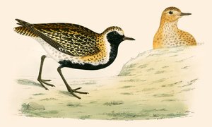 गोल्डन प्लोवर द्वारा बेवर्ली आर मॉरिस