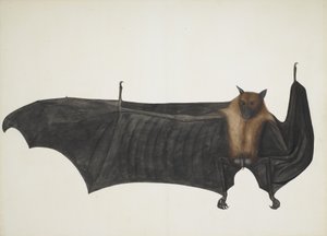 ग्रेट इंडियन फ्रूट बैट, ca. 1777-1782। द्वारा भवानी दास