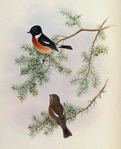  द्वारा पक्षीएशियाजॉनगोIVGoul_0144.jpg