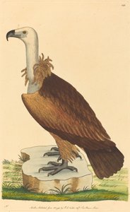अल्पाइन गिद्ध