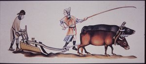 लुट्रेल साल्टर (कलर लिथो) के एक दृश्य से मध्यकालीन पुरुष बैलों के साथ जुताई करते हैं