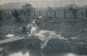 भेड़ बाल काटना, 1910 द्वारा सी। रीड